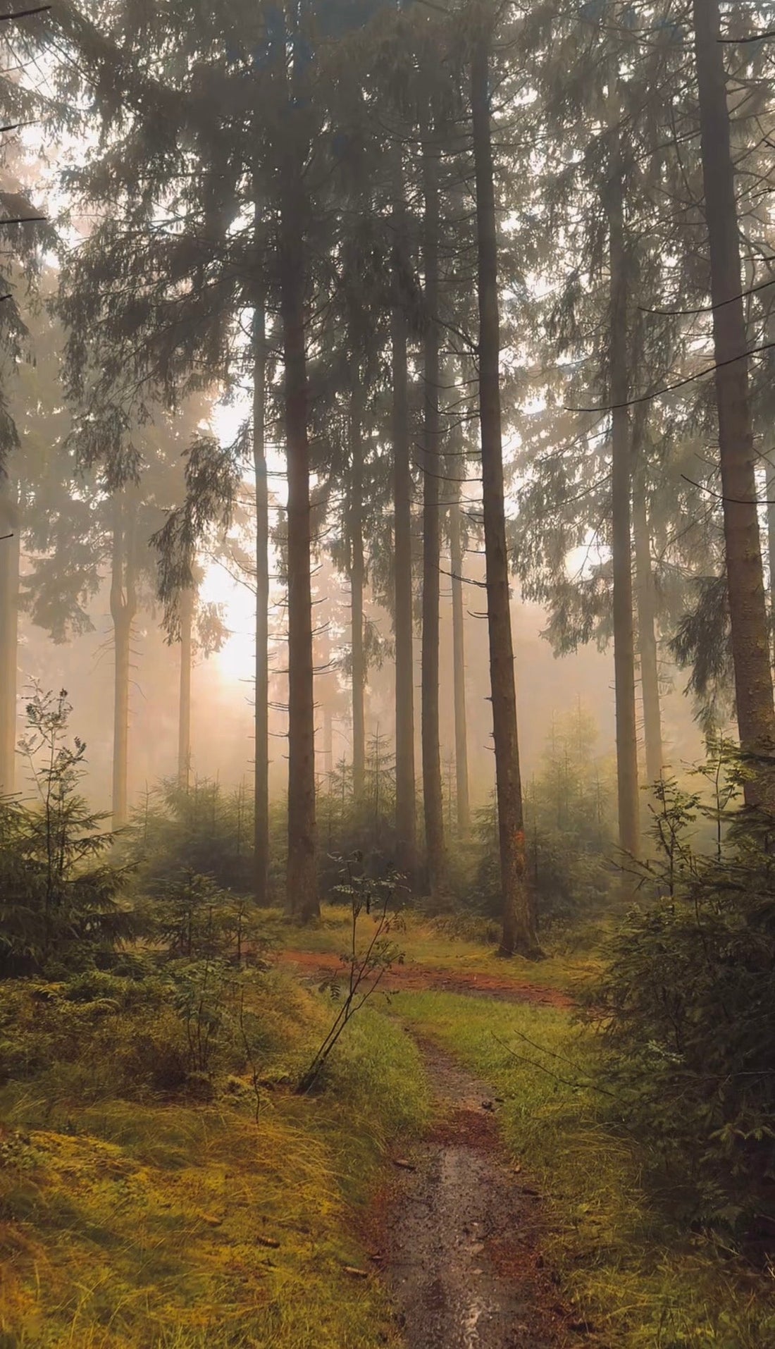 AUFNEHMEN WIE EIN PROFI — MIT DEM SMARTPHONE-GIMBAL