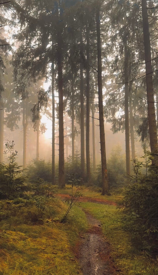 AUFNEHMEN WIE EIN PROFI — MIT DEM SMARTPHONE-GIMBAL