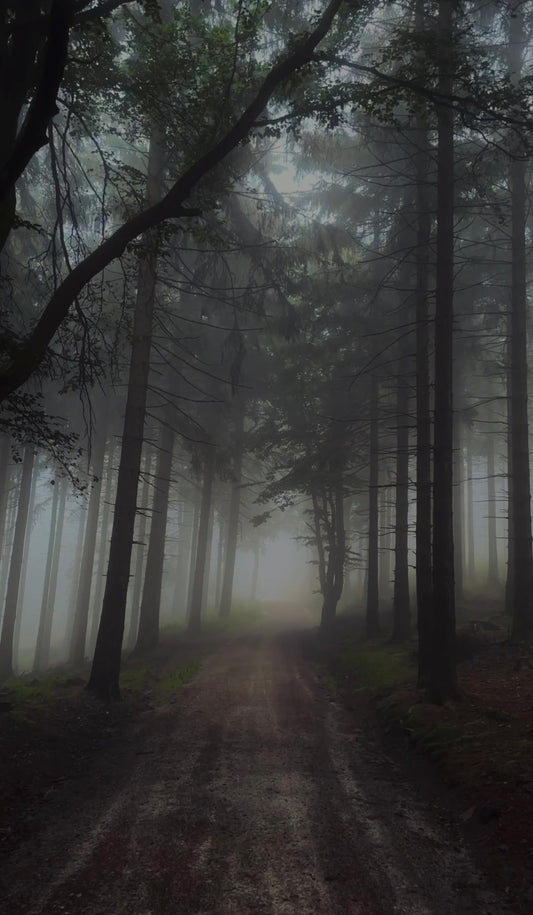NEBELFOTOGRAFIE IM WALD — SO ENTSTEHEN STIMMUNGSVOLLE AUFNAHMEN