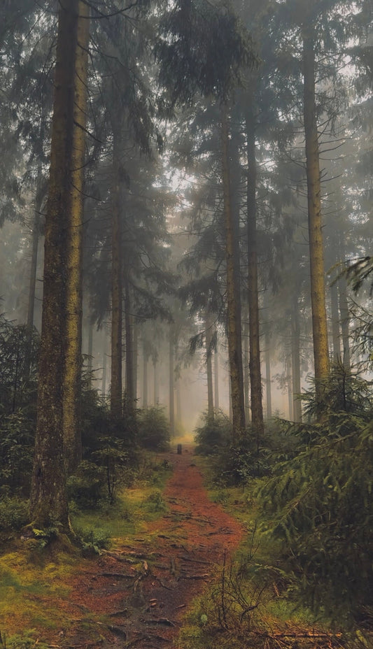 MAGISCHE WALDSPAZIERGÄNGE — WAS SIE MIT DIR MACHEN