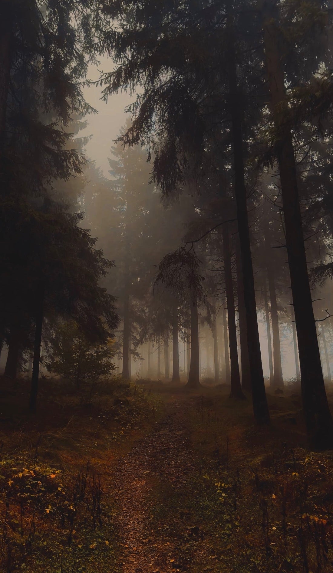 STIMMUNGSVOLLE WALDAUFNAHMEN — OHNE TEURES EQUIPMENT