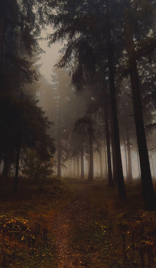 STIMMUNGSVOLLE WALDAUFNAHMEN — OHNE TEURES EQUIPMENT