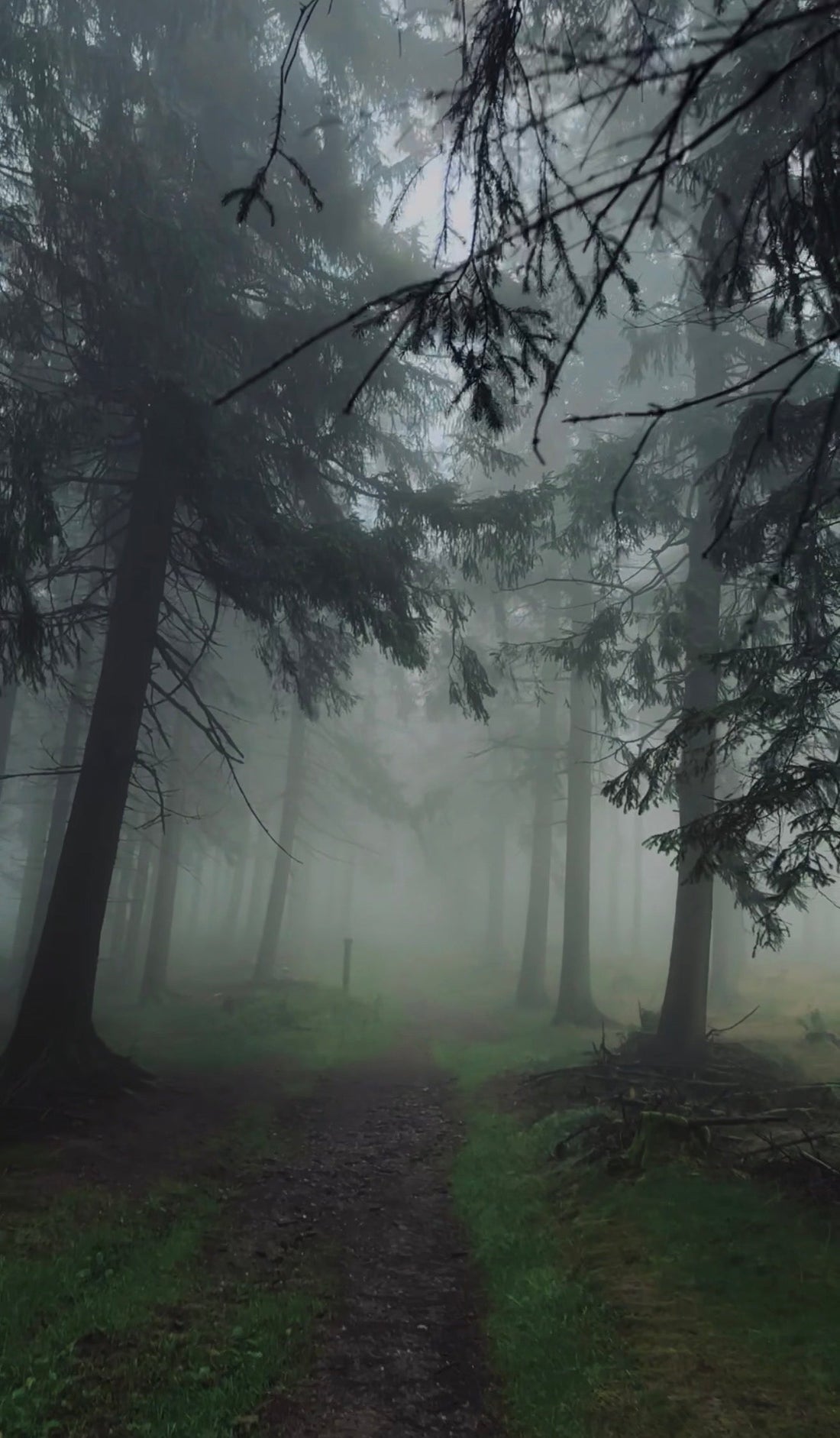 DER WALD — UNSER ORT DER RUHE UND INSPIRATION