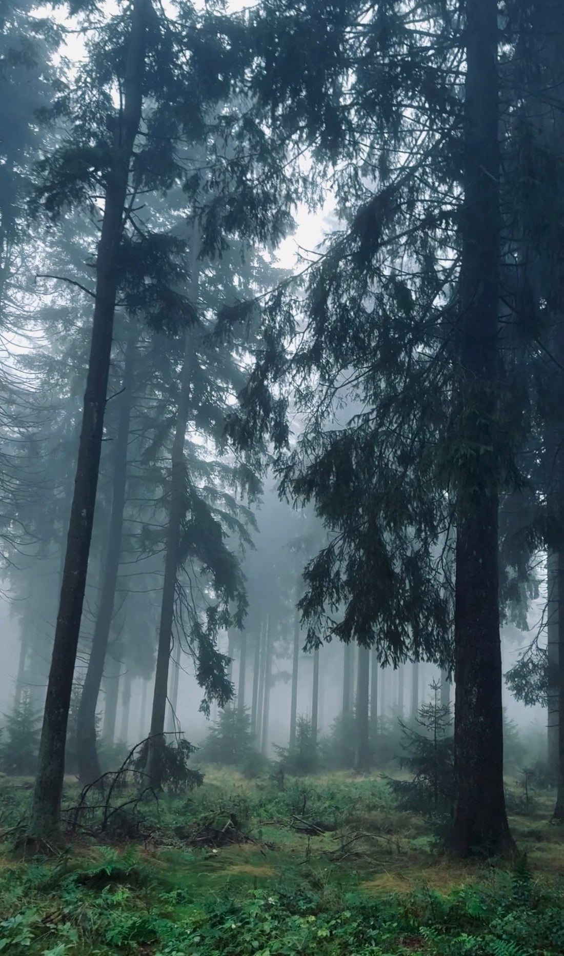 WALDBADEN — MEHR ALS SPAZIERENGEHEN