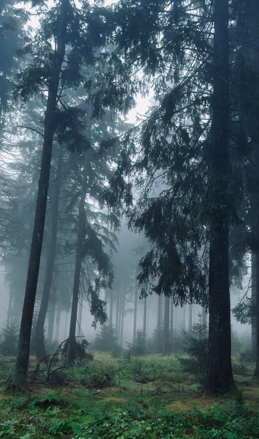 WALDBADEN — MEHR ALS SPAZIERENGEHEN