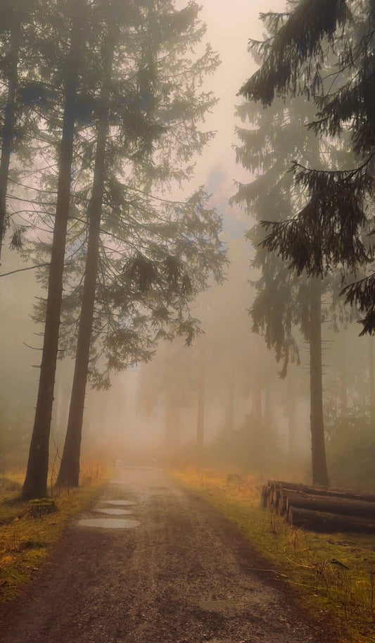 WALDFOTOGRAFIE MIT DEM SMARTPHONE: UNSERE 5 TIPPS